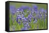 Siberian Irises (Iris Sibirica) in Flower, Eastern Slovakia, Europe, June 2009-Wothe-Framed Stretched Canvas