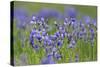 Siberian Irises (Iris Sibirica) in Flower, Eastern Slovakia, Europe, June 2009-Wothe-Stretched Canvas