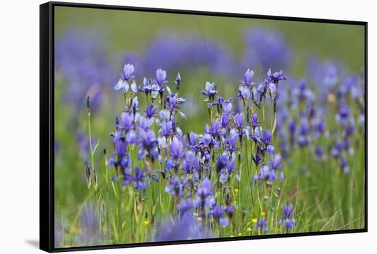 Siberian Irises (Iris Sibirica) in Flower, Eastern Slovakia, Europe, June 2009-Wothe-Framed Stretched Canvas