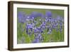 Siberian Irises (Iris Sibirica) in Flower, Eastern Slovakia, Europe, June 2009-Wothe-Framed Photographic Print