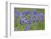 Siberian Irises (Iris Sibirica) in Flower, Eastern Slovakia, Europe, June 2009-Wothe-Framed Photographic Print