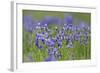 Siberian Irises (Iris Sibirica) in Flower, Eastern Slovakia, Europe, June 2009-Wothe-Framed Photographic Print