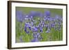 Siberian Irises (Iris Sibirica) in Flower, Eastern Slovakia, Europe, June 2009-Wothe-Framed Photographic Print