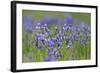 Siberian Irises (Iris Sibirica) in Flower, Eastern Slovakia, Europe, June 2009-Wothe-Framed Photographic Print