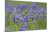 Siberian Irises (Iris Sibirica) in Flower, Eastern Slovakia, Europe, June 2009-Wothe-Mounted Photographic Print