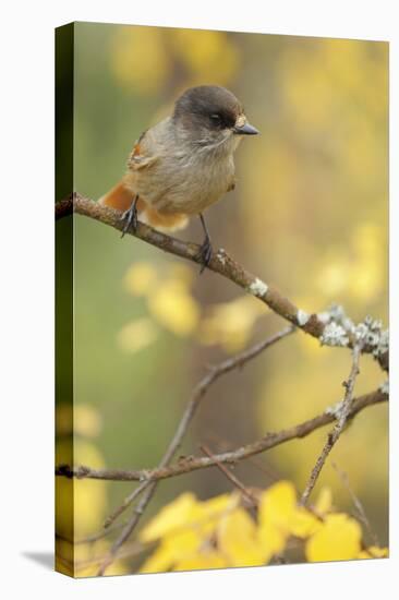 Siberian Jay (Perisoreus Infaustus) Oulanka, Finland, September 2008-Widstrand-Stretched Canvas