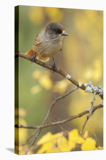 Siberian Jay (Perisoreus Infaustus) Oulanka, Finland, September 2008-Widstrand-Stretched Canvas