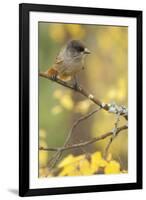 Siberian Jay (Perisoreus Infaustus) Oulanka, Finland, September 2008-Widstrand-Framed Photographic Print