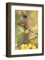 Siberian Jay (Perisoreus Infaustus) Oulanka, Finland, September 2008-Widstrand-Framed Photographic Print