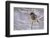 Siberian jay, Putoransky State Nature Reserve, Putorana Plateau, Siberia, Russia-Sergey Gorshkov-Framed Photographic Print