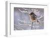 Siberian jay, Putoransky State Nature Reserve, Putorana Plateau, Siberia, Russia-Sergey Gorshkov-Framed Photographic Print