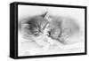 Siberian Kitten Sleeping-null-Framed Stretched Canvas