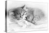 Siberian Kitten Sleeping-null-Stretched Canvas