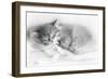 Siberian Kitten Sleeping-null-Framed Photographic Print