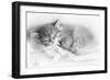 Siberian Kitten Sleeping-null-Framed Photographic Print