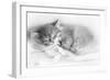 Siberian Kitten Sleeping-null-Framed Photographic Print