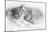 Siberian Kitten Sleeping-null-Mounted Photographic Print