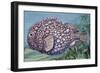 Siberian Lumpsucker (Eumicrotremus Asperrimus), Cyclopteridae-null-Framed Giclee Print