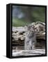 Siberian Lynx Kitten, Sandstone, Minnesota, USA-James Hager-Framed Stretched Canvas