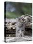 Siberian Lynx Kitten, Sandstone, Minnesota, USA-James Hager-Stretched Canvas