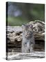 Siberian Lynx Kitten, Sandstone, Minnesota, USA-James Hager-Stretched Canvas