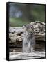 Siberian Lynx Kitten, Sandstone, Minnesota, USA-James Hager-Framed Stretched Canvas