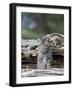 Siberian Lynx Kitten, Sandstone, Minnesota, USA-James Hager-Framed Photographic Print