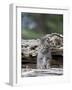 Siberian Lynx Kitten, Sandstone, Minnesota, USA-James Hager-Framed Photographic Print