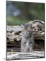 Siberian Lynx Kitten, Sandstone, Minnesota, USA-James Hager-Mounted Photographic Print