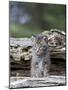 Siberian Lynx Kitten, Sandstone, Minnesota, USA-James Hager-Mounted Photographic Print