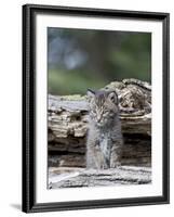 Siberian Lynx Kitten, Sandstone, Minnesota, USA-James Hager-Framed Photographic Print