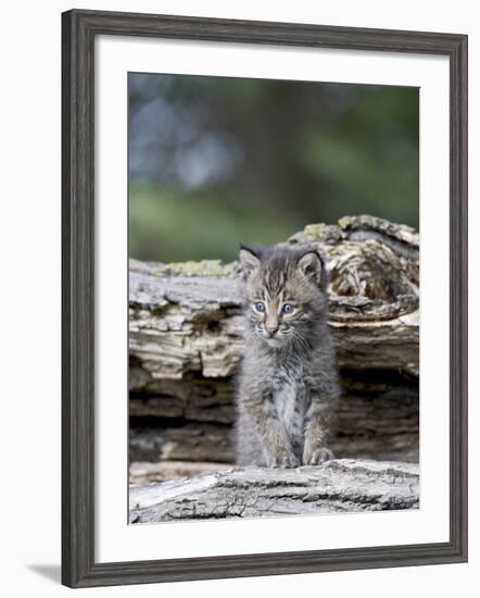 Siberian Lynx Kitten, Sandstone, Minnesota, USA-James Hager-Framed Photographic Print