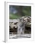 Siberian Lynx Kitten, Sandstone, Minnesota, USA-James Hager-Framed Photographic Print