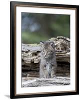 Siberian Lynx Kitten, Sandstone, Minnesota, USA-James Hager-Framed Photographic Print