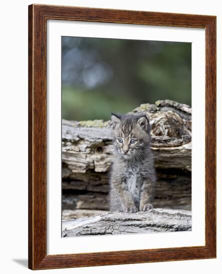 Siberian Lynx Kitten, Sandstone, Minnesota, USA-James Hager-Framed Photographic Print