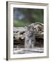 Siberian Lynx Kitten, Sandstone, Minnesota, USA-James Hager-Framed Photographic Print