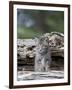 Siberian Lynx Kitten, Sandstone, Minnesota, USA-James Hager-Framed Photographic Print