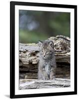 Siberian Lynx Kitten, Sandstone, Minnesota, USA-James Hager-Framed Photographic Print