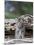 Siberian Lynx Kitten, Sandstone, Minnesota, USA-James Hager-Mounted Photographic Print