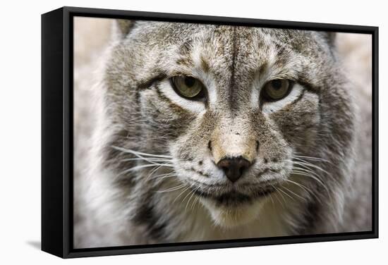 Siberian Lynx, Lynx Lynx Wrangeli, Portrait, Broached, Wildlife-Ronald Wittek-Framed Stretched Canvas
