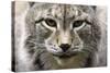 Siberian Lynx, Lynx Lynx Wrangeli, Portrait, Broached, Wildlife-Ronald Wittek-Stretched Canvas