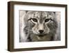 Siberian Lynx, Lynx Lynx Wrangeli, Portrait, Broached, Wildlife-Ronald Wittek-Framed Photographic Print