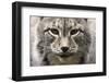 Siberian Lynx, Lynx Lynx Wrangeli, Portrait, Broached, Wildlife-Ronald Wittek-Framed Photographic Print