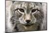 Siberian Lynx, Lynx Lynx Wrangeli, Portrait, Broached, Wildlife-Ronald Wittek-Mounted Photographic Print