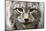 Siberian Lynx, Lynx Lynx Wrangeli, Portrait, Broached, Wildlife-Ronald Wittek-Mounted Photographic Print