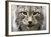 Siberian Lynx, Lynx Lynx Wrangeli, Portrait, Broached, Wildlife-Ronald Wittek-Framed Photographic Print