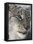 Siberian Lynx (Lynx Lynx Wrangeli)-Scott T. Smith-Framed Stretched Canvas