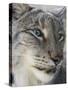 Siberian Lynx (Lynx Lynx Wrangeli)-Scott T. Smith-Stretched Canvas