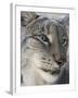 Siberian Lynx (Lynx Lynx Wrangeli)-Scott T. Smith-Framed Photographic Print