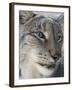 Siberian Lynx (Lynx Lynx Wrangeli)-Scott T. Smith-Framed Photographic Print